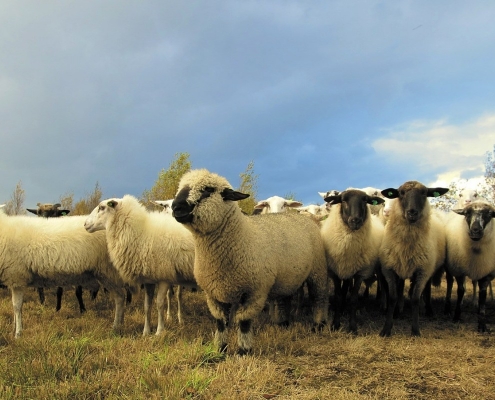 teambuilding schapendrijven