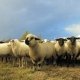 teambuilding schapendrijven