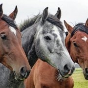 workshop paarden mennen