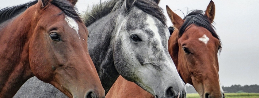 workshop paarden mennen